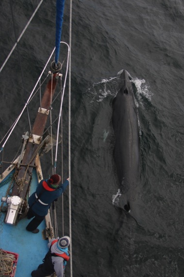 bowriding minke whale